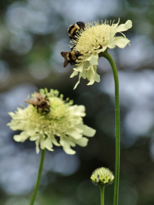 More bees on Scabiosa cousin Cephalaria tchihatchewii - 10 feet tall and alive with humming visitors. Hill Farm, July 21, 2014