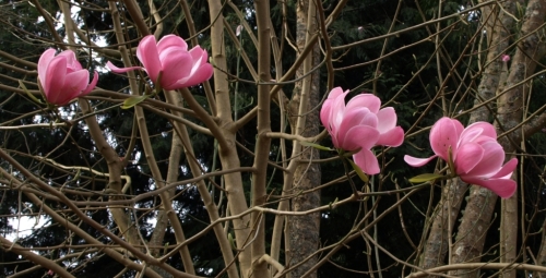 The same was true of many of the magnolias in both gardens - dropping blossoms fast. But there were still many to be enjoyed in their wonderfully exotic glory. Image: HFN