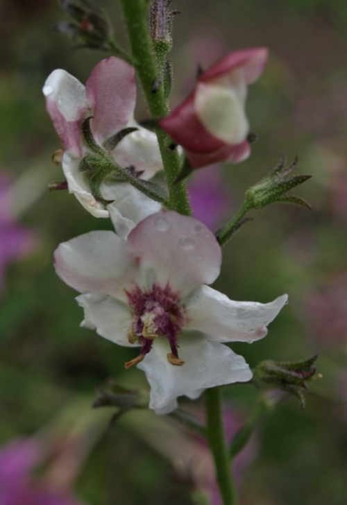 White Moth Mullein - Verbascum blattaria albiflorum. This beautiful little biennial blooms and blooms and blooms - it started in late July and look at it still going strong.