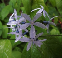Willow Blue-Star - Amsonia tabernaemontana - detail