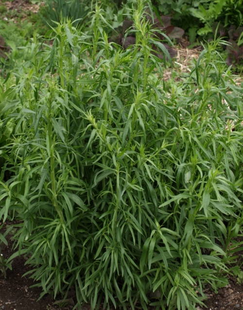 Artemisia dracunculus 'sativa' - French Tarragon. Image: HFN