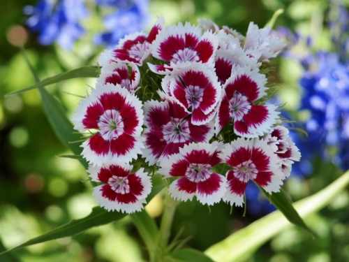 Dianthus barbatus - Sweet William 'Golborn Glory'. Image: HFN