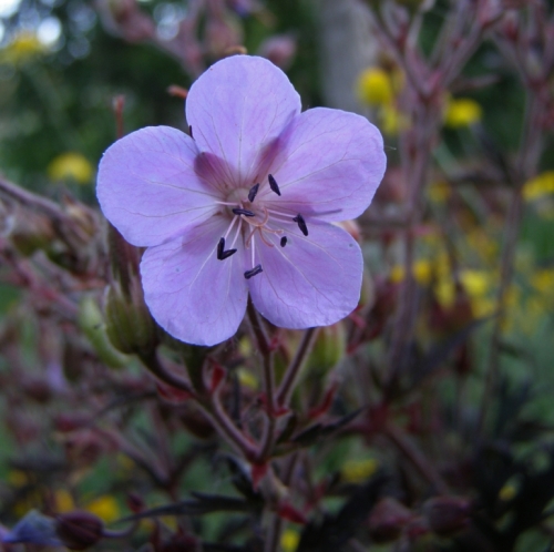 Geranium pratense - Meadow Geranium 'Purple Haze', ex 'Black Reiter'. Image: HFN