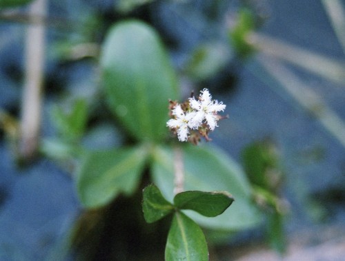 menyanthes-trifoliata-crystal-lake-1990-bc-img076-3