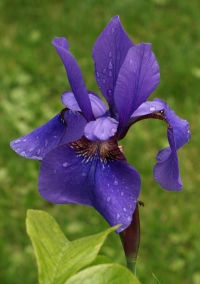Iris sibirica - Siberian Iris. Image: HFN