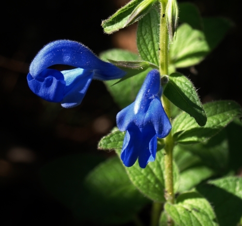 Salvia patens 'Blue Angel' Image: HFN