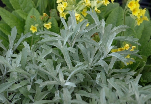 'Silver King' Artemisia - new spring growth with Primula in background. Image: HFN