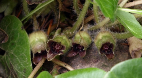 Close-up of Asarum europaeum flowers. Completely hidden under the foliage, these are pollinated by beetles and crawling insects.