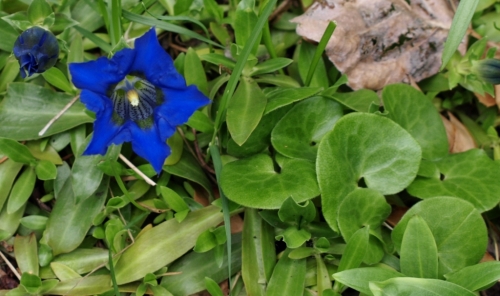 Gently encroaching on another dense mat-former, Gentiana acaulis, in a Williams Lake woodland garden. May 23, 2014.