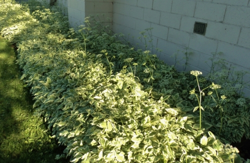 An excellent example of perfect placement of this exceediningly successful groundcover. Aegopodium podagraria grown in a shady border between a structure and a mown lawn in Penticton, B.C.  June 2014