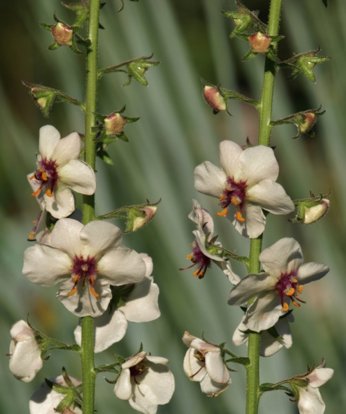 White Moth Mullein - Verbascum blattaria albiflorum. Hill Farm, July 14, 2014. 