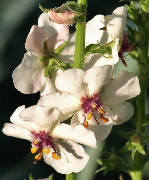 Bloom detail, Verbascum blattaria albiflorum. Hill Farm, July 2014.