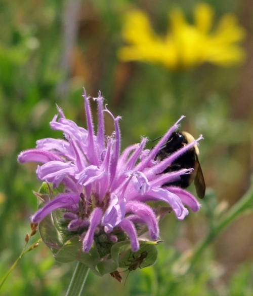 Monarda fistulosa - Lilac Bee Balm - July 2014 - Soda Creek, B.C. I see at least three insect visitors - these plants were a-buzz with nectar gatherers. Image: HFN