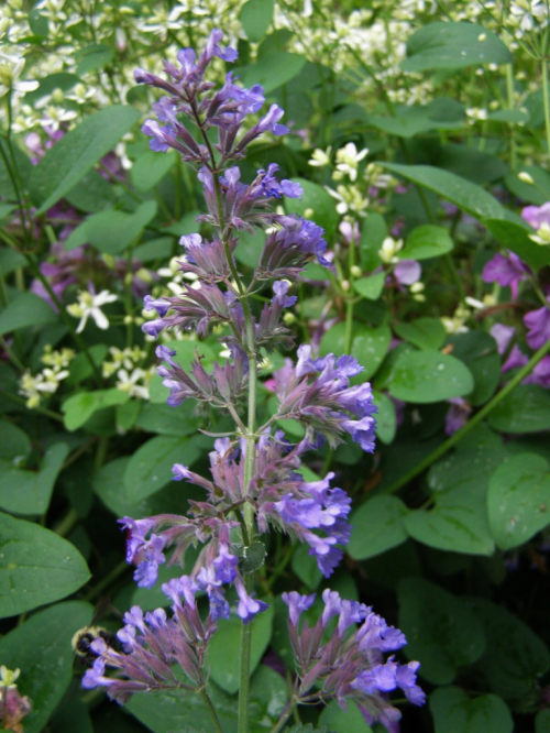 Nepeta transcauscassica - 'Blue Infinity' Catmint. Macalister, B.C. July 2011. Image: HFN