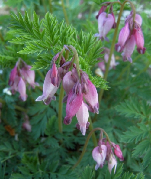 Dicentra formosa. Hill Farm, Macalister, B.C. May 2013. Image: HFN