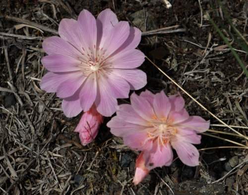 Lewisia rediviva - Bitterroot. Near Ashcroft, B.C., May 2014. Image: HFN