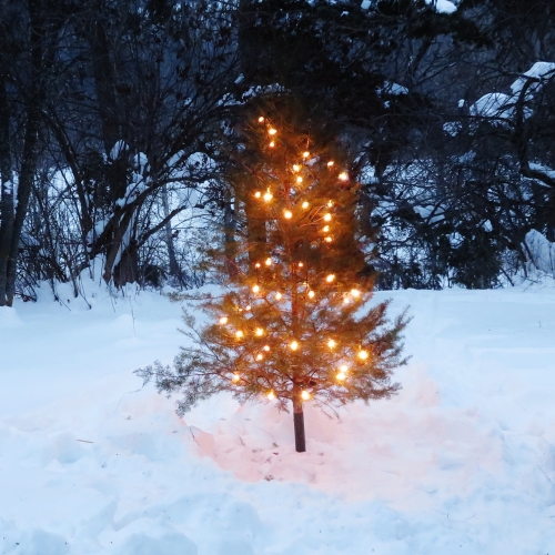 tree in winter arcadia january 3 2022